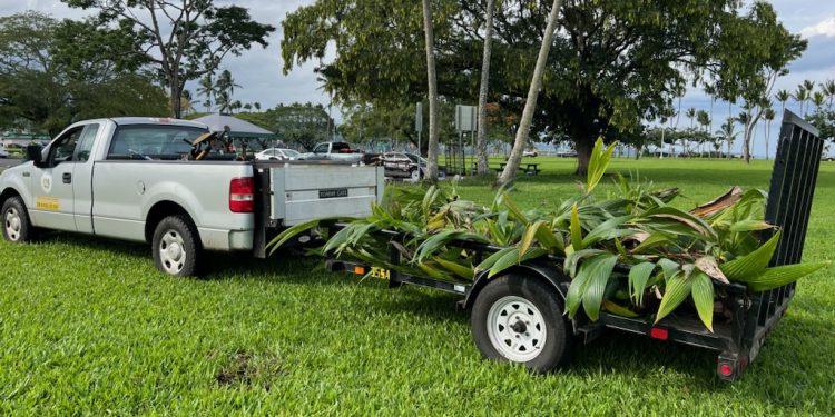 12/19/22-–-another-attempt-to-plant-kanaka-garden-at-wailoa-river-state-…