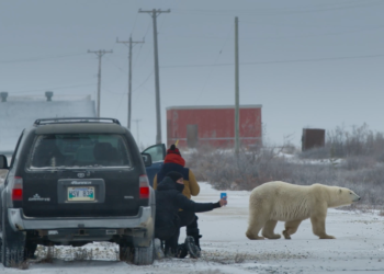 video:-a-small-canadian-town's-struggle-with-polar-bears-–-unofficial-networks