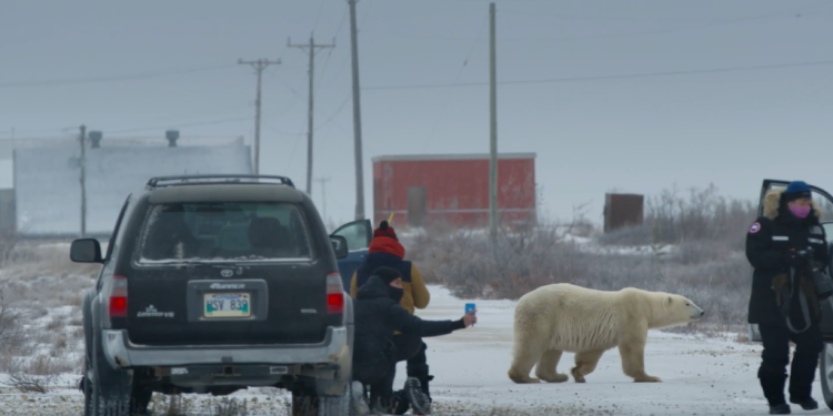 video:-a-small-canadian-town's-struggle-with-polar-bears-–-unofficial-networks