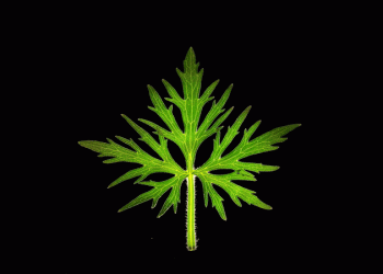 thousands-of-leaves-transition-from-summer-to-fall-in-a-hypnotic-stop-motion-short