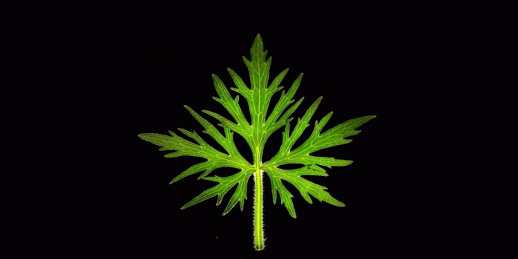 thousands-of-leaves-transition-from-summer-to-fall-in-a-hypnotic-stop-motion-short