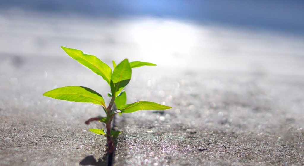 ireland's-share-of-workers-with-green-skills-is-rising,-says-ida-ireland-report
