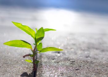 ireland's-share-of-workers-with-green-skills-is-rising,-says-ida-ireland-report