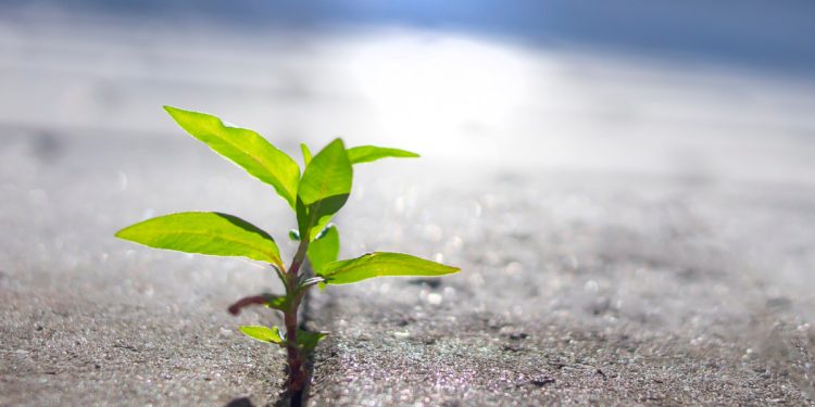 ireland's-share-of-workers-with-green-skills-is-rising,-says-ida-ireland-report