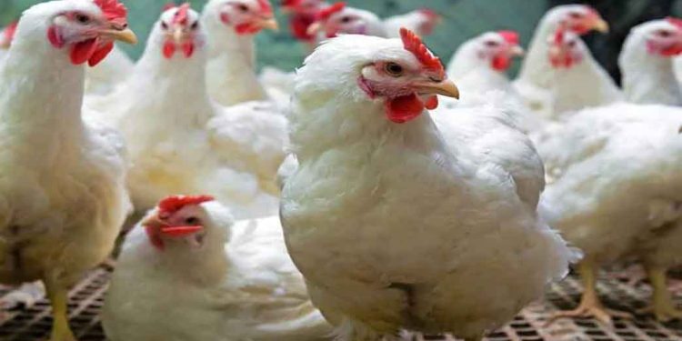 stop-importing-fully-grown-chicken-in-manipur:-poultry-farmers-|-pothashang-news