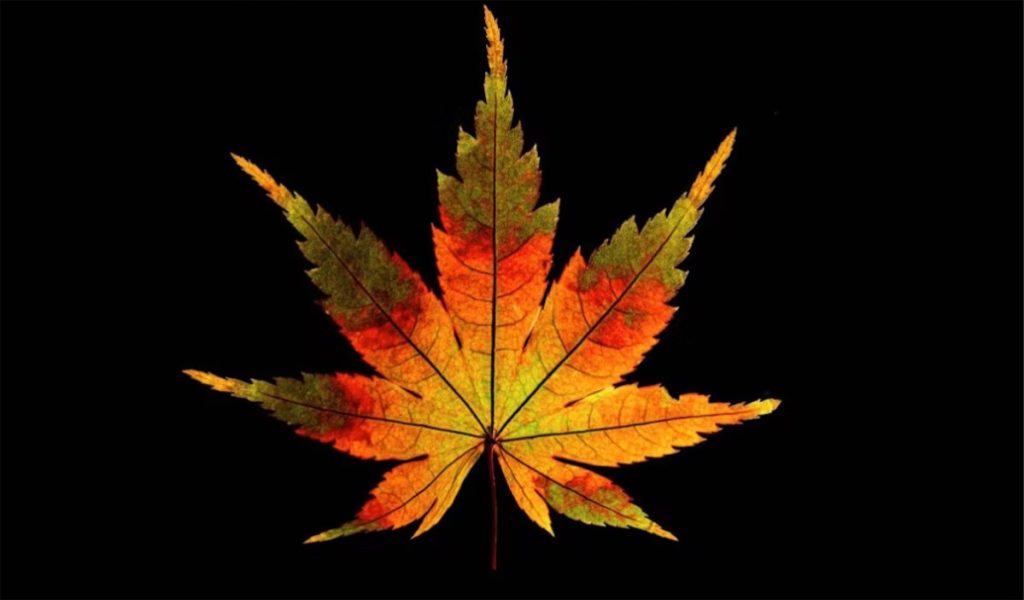 gorgeous-video-of-2400-leaves-of-different-shapes-and-colors,-one-after-another