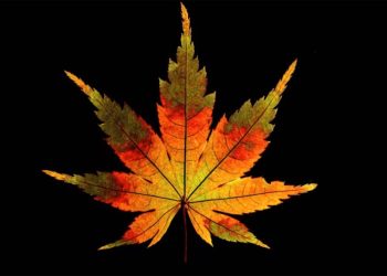 gorgeous-video-of-2400-leaves-of-different-shapes-and-colors,-one-after-another