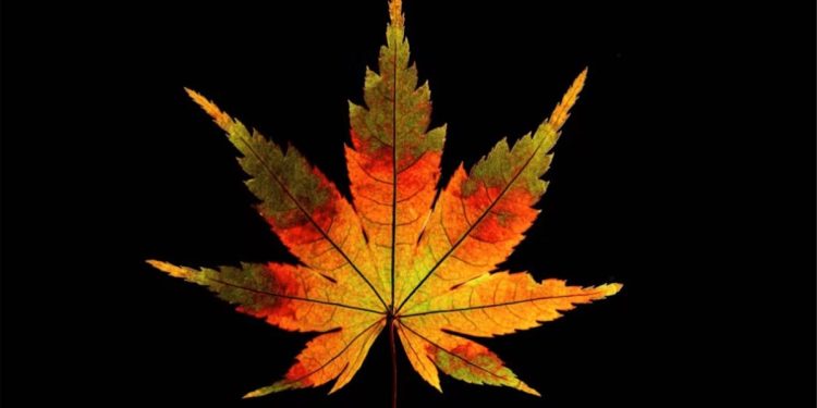 gorgeous-video-of-2400-leaves-of-different-shapes-and-colors,-one-after-another