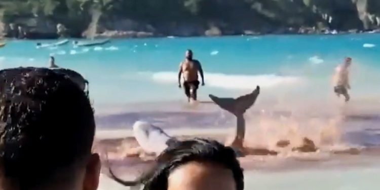 watch:-jaws-like-panic-grips-beachgoers,-who-flee-surf-in-terror-–-usa-today's-ftw
