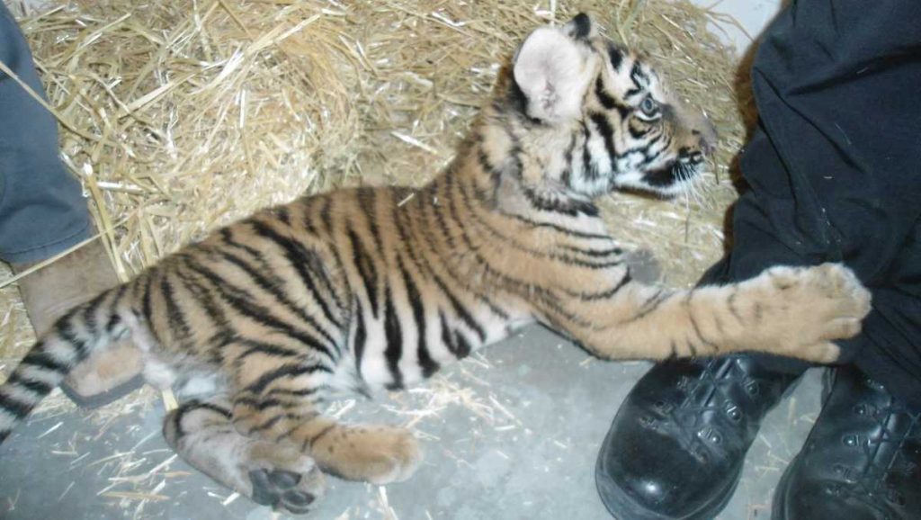 tiger-cub-at-biopark-after-found-in-trailer-during-shooting-investigation.-–-koat