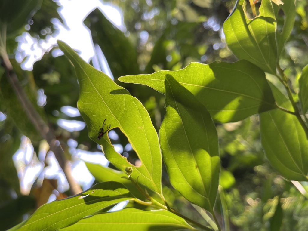 01/26/23-–-endangered-hawaiian-picture-winged-flies-a-key-piece-to-…