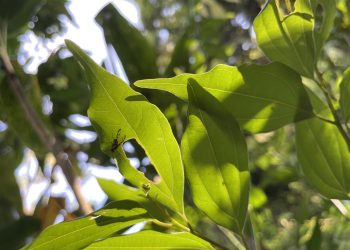 01/26/23-–-endangered-hawaiian-picture-winged-flies-a-key-piece-to-…