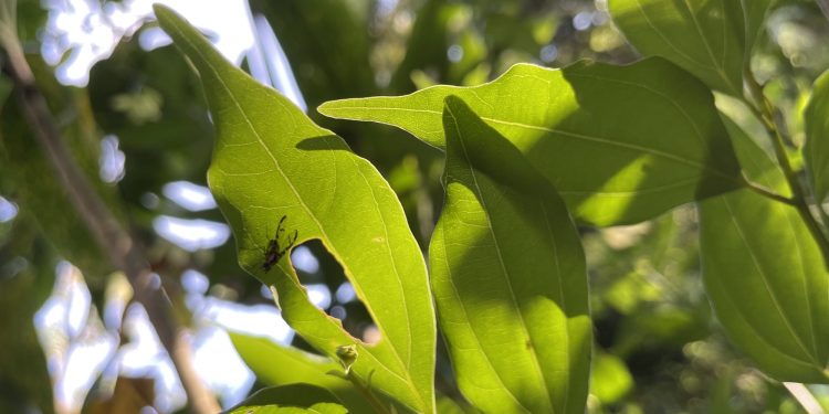01/26/23-–-endangered-hawaiian-picture-winged-flies-a-key-piece-to-…