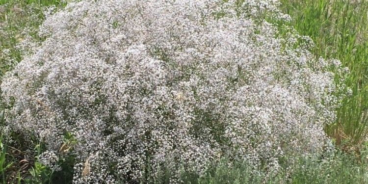 show-baby's-breath-no-love,-invasive-species-group-warns-|-vancouver-sun