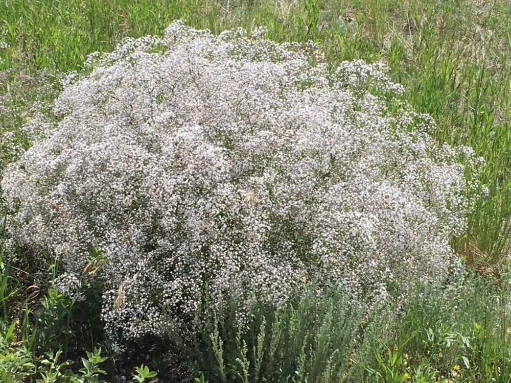 show-baby's-breath-no-love,-invasive-species-group-warns-|-vancouver-sun