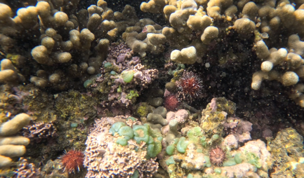 02/16/23-–-major-milestone-reached-to-combat-invasive-algae-in-kaneʻohe-bay