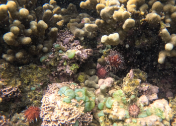02/16/23-–-major-milestone-reached-to-combat-invasive-algae-in-kaneʻohe-bay