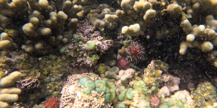 02/16/23-–-major-milestone-reached-to-combat-invasive-algae-in-kaneʻohe-bay
