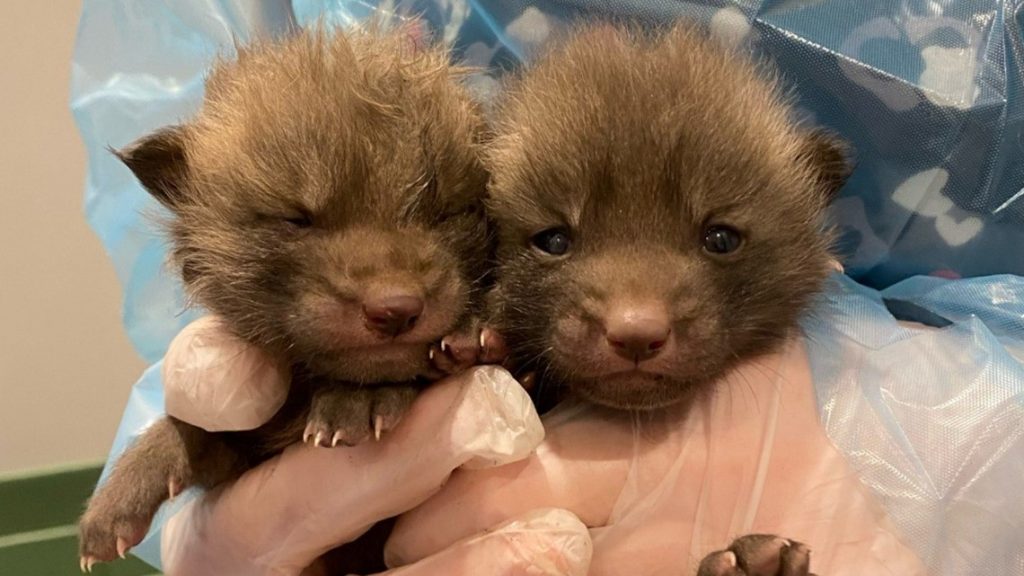 freezing-fox-kits-rescued-off-lake-minnetonka-–-kare-11