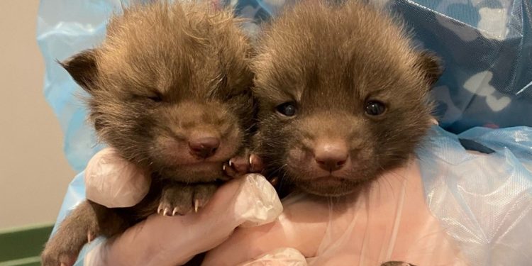 freezing-fox-kits-rescued-off-lake-minnetonka-–-kare-11