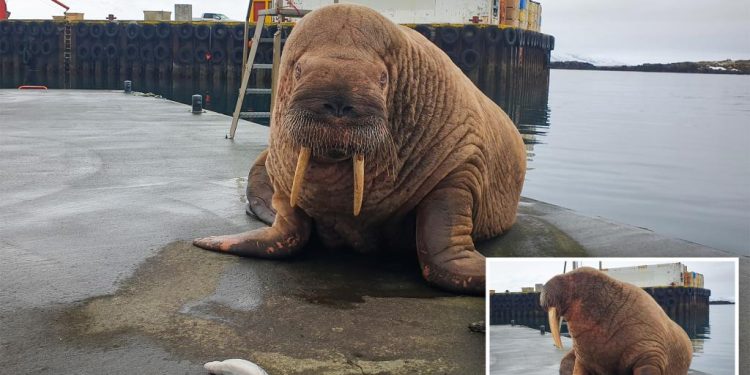 thor,-the-masturbating-walrus,-finds-pleasure-in-new-location:-'delighted'-–-new-york-post