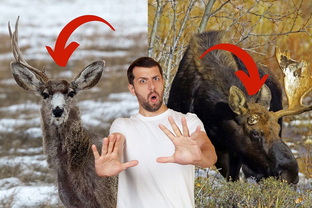 the-time-of-the-year-wyoming's-big-game-starts-dropping-antlers-–-k2-radio