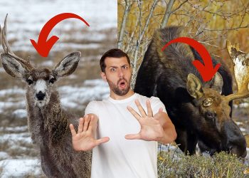 the-time-of-the-year-wyoming's-big-game-starts-dropping-antlers-–-k2-radio