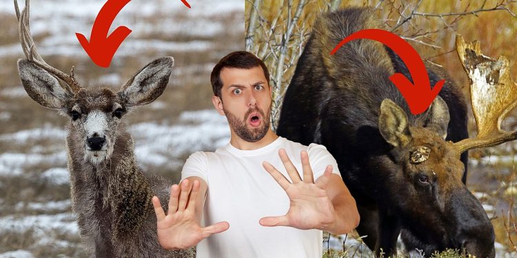 the-time-of-the-year-wyoming's-big-game-starts-dropping-antlers-–-k2-radio