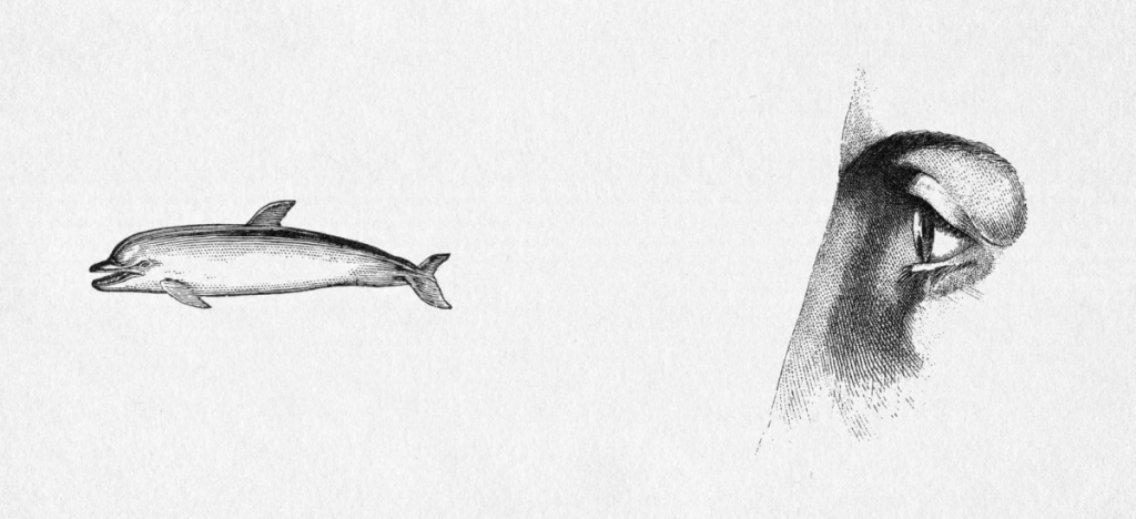 over-1000-engravings-from-the-19th-century-interact-in-this-peice-of-video-art-|-boing-boing