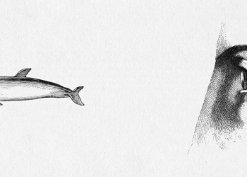 over-1000-engravings-from-the-19th-century-interact-in-this-peice-of-video-art-|-boing-boing