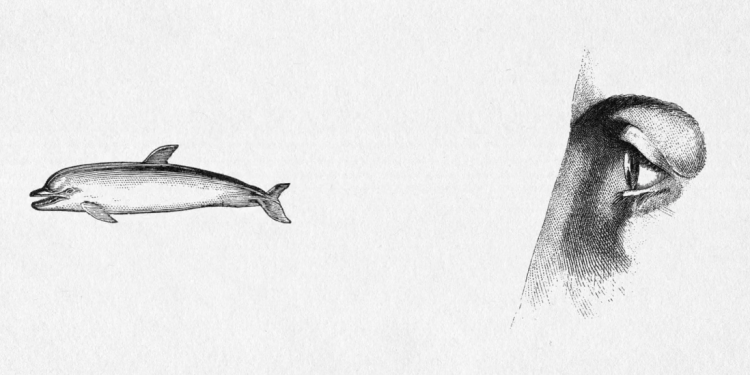 over-1000-engravings-from-the-19th-century-interact-in-this-peice-of-video-art-|-boing-boing