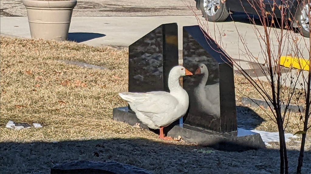 iowa-cemetery-staff-shares-ad-on-facebook-to-find-'life-partner'-for-widowed-goose