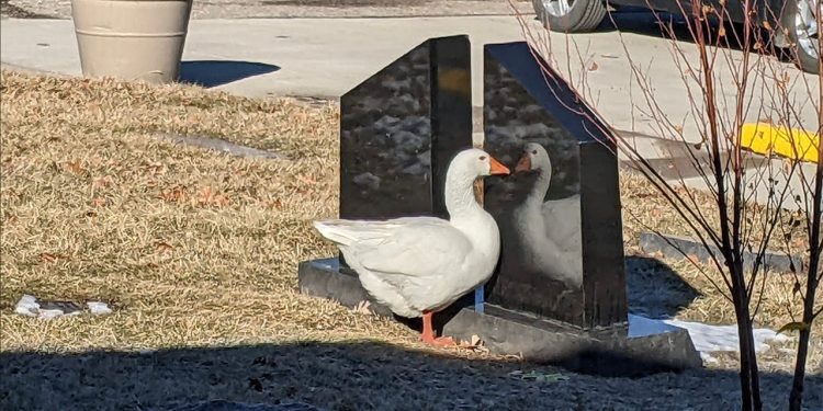 iowa-cemetery-staff-shares-ad-on-facebook-to-find-'life-partner'-for-widowed-goose