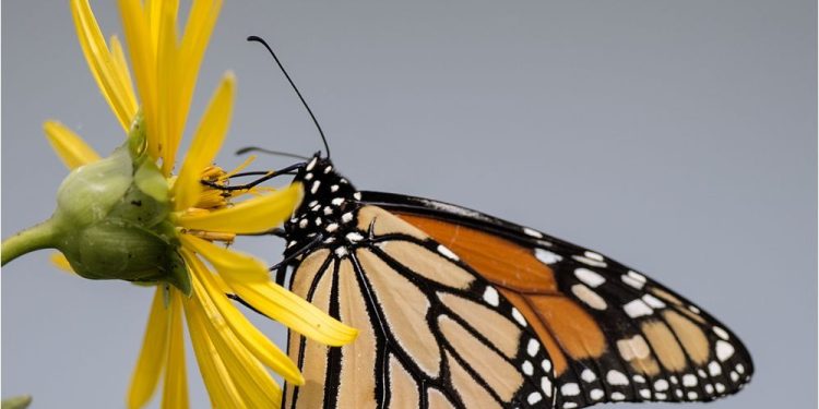 butterfly-counters-needed-across-bc.-–-vancouver-sun