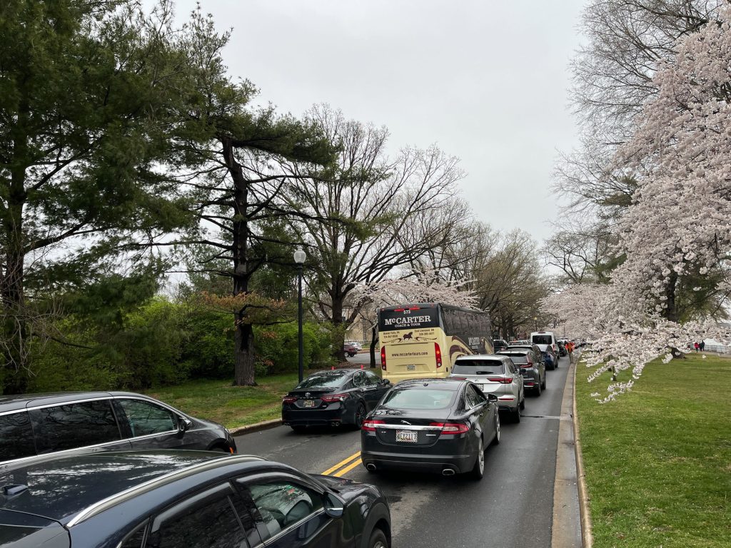cherry-blossom-traffic-frustrations-continue:-how-should-you-get-to-the-blooms?-–-wtop