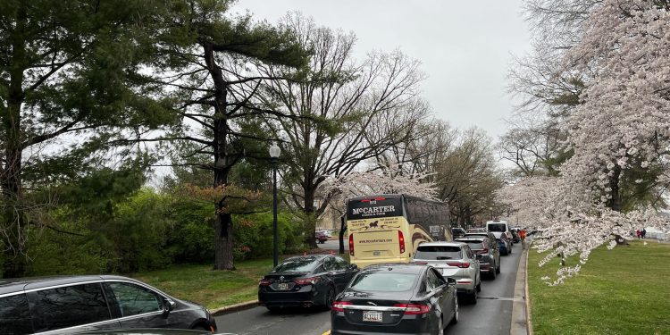 cherry-blossom-traffic-frustrations-continue:-how-should-you-get-to-the-blooms?-–-wtop