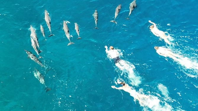 03/28/23-–-docare-refers-33-dolphin-harassement-cases-to-federal-law-…