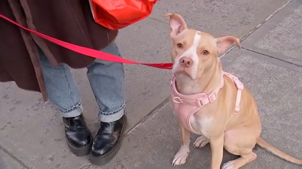 woman-rescues-abandoned-dog-in-nyc-subway-after-seeing-instagram-post-–-abc7-new-york