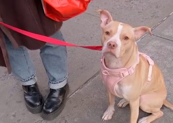 woman-rescues-abandoned-dog-in-nyc-subway-after-seeing-instagram-post-–-abc7-new-york