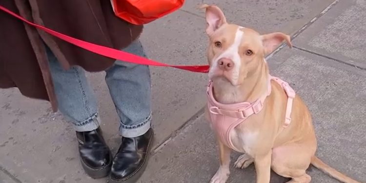 woman-rescues-abandoned-dog-in-nyc-subway-after-seeing-instagram-post-–-abc7-new-york