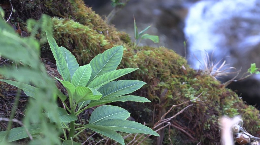 04/05/23-–-celebrating-recent-rediscoveries-and-rebounds-for-native-…