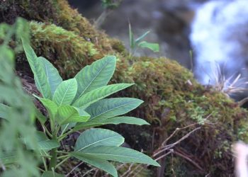 04/05/23-–-celebrating-recent-rediscoveries-and-rebounds-for-native-…