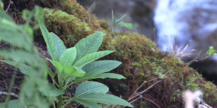 04/05/23-–-celebrating-recent-rediscoveries-and-rebounds-for-native-…