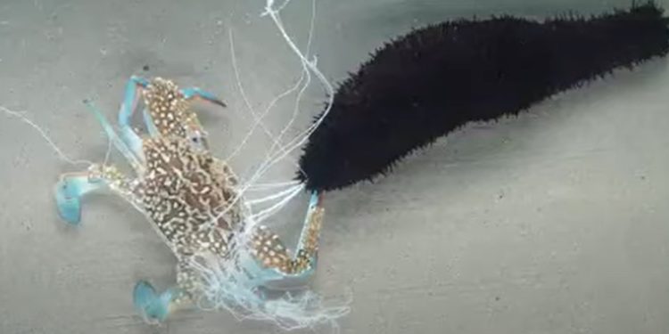 sea-cucumbers-shoot-a-weird,-sticky-organ-from-their-butt-to-fight-off-predators