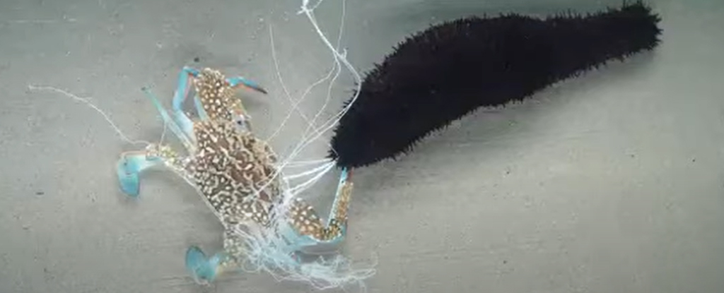 sea-cucumbers-shoot-a-weird,-sticky-organ-from-their-butt-to-fight-off-predators