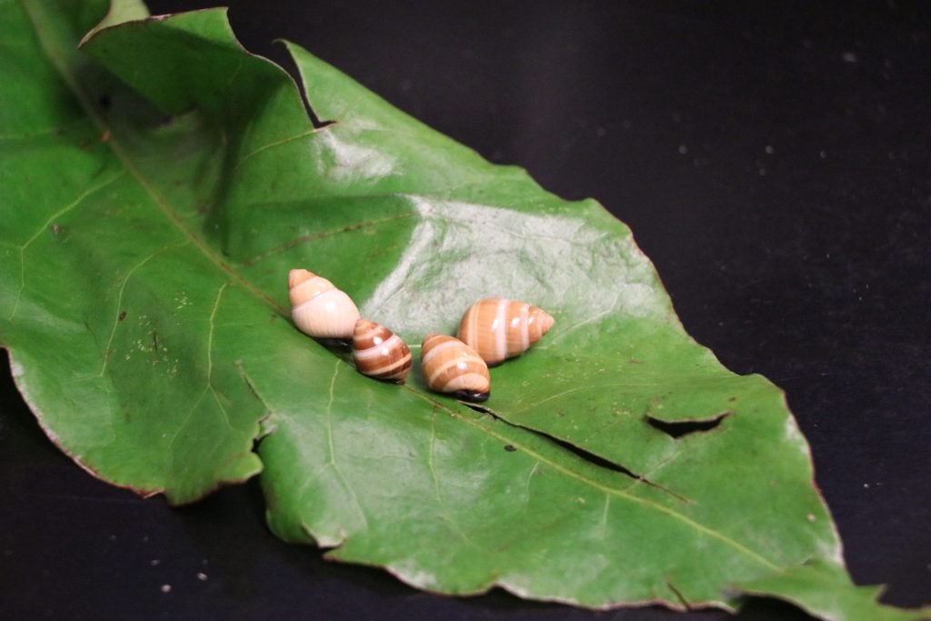 04/13/23-–-students-invited-to-virtual-field-trip-of-snail-extinction-…