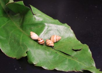 04/13/23-–-students-invited-to-virtual-field-trip-of-snail-extinction-…