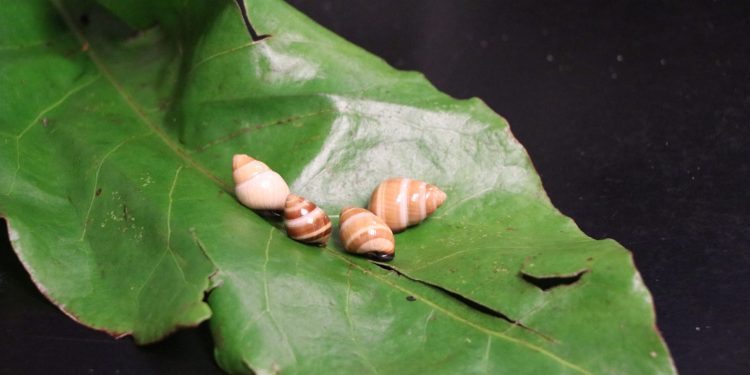 04/13/23-–-students-invited-to-virtual-field-trip-of-snail-extinction-…
