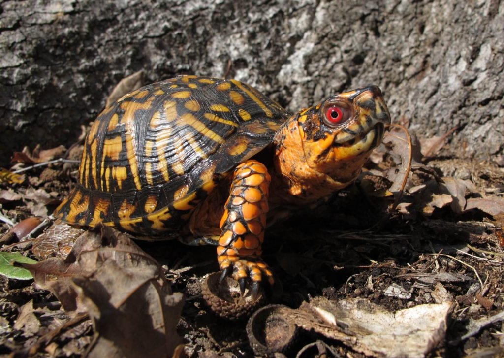 louisa-county-man-trafficked-$13000-worth-of-turtles-on-facebook-marketplace