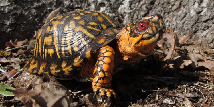 louisa-county-man-trafficked-$13000-worth-of-turtles-on-facebook-marketplace